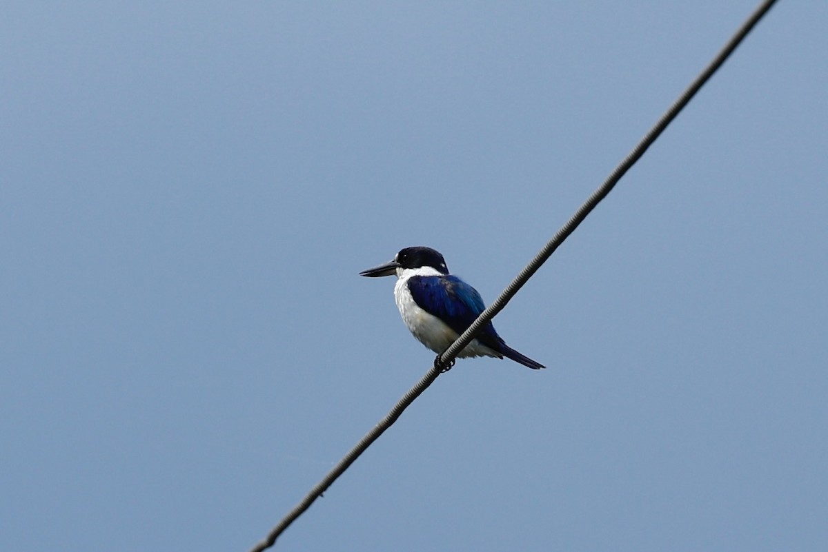 Forest Kingfisher - ML647617222
