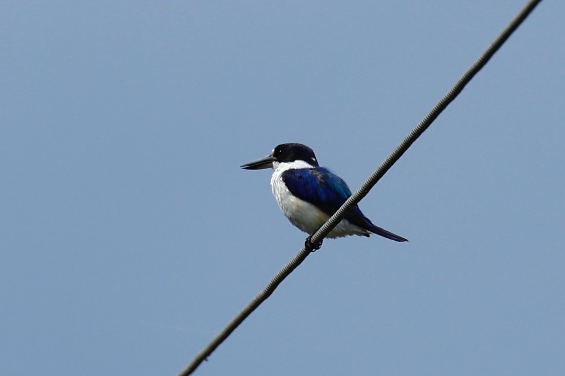 Forest Kingfisher - ML647617223