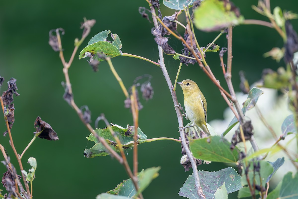 Tennessee Warbler - ML647617230