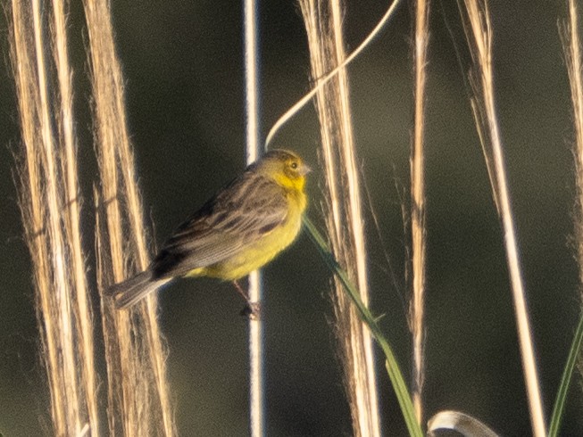 Grassland Yellow-Finch - ML647617276