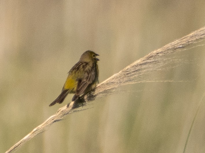 Grassland Yellow-Finch - ML647617282