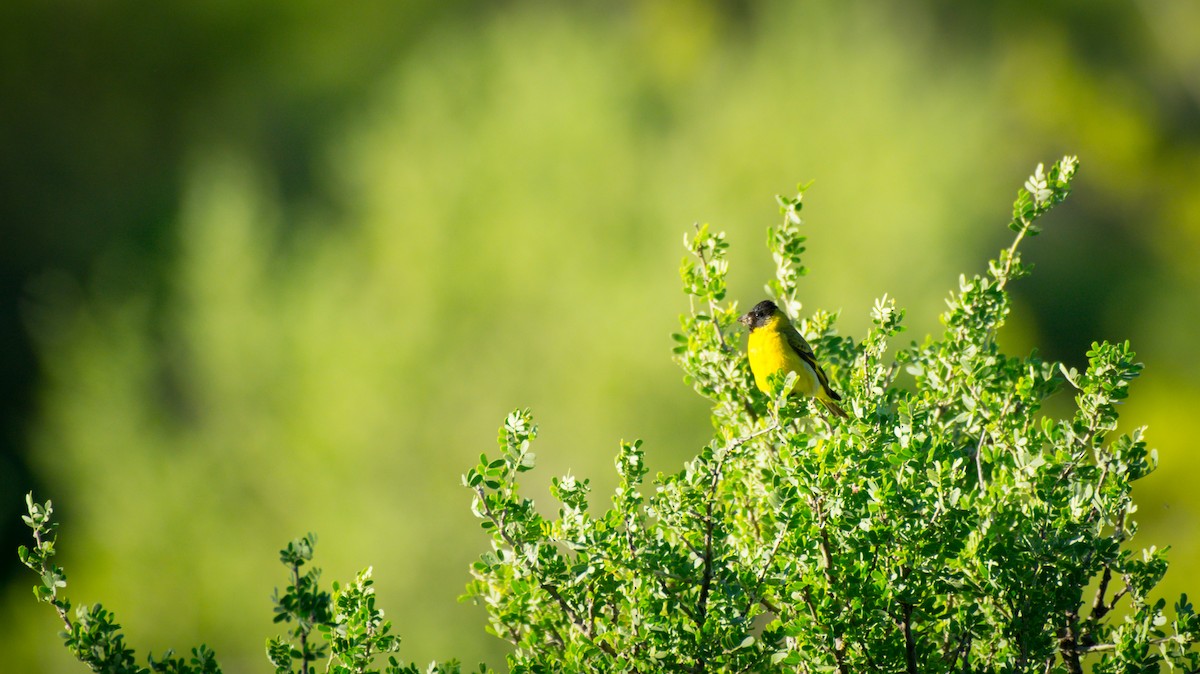Hooded Siskin - ML647617302