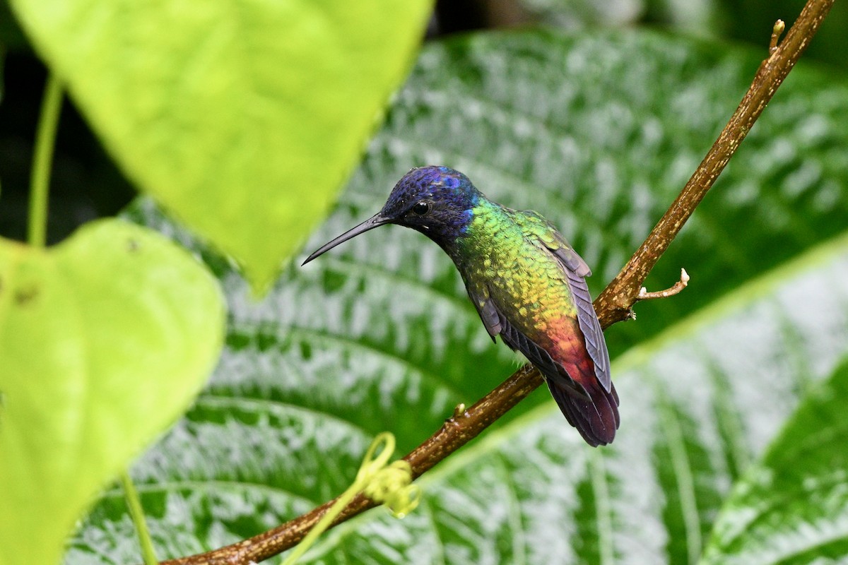 Golden-tailed Sapphire - ML647617329