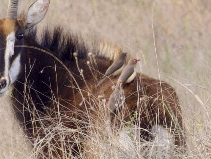 rødnebboksehakker - ML647617349