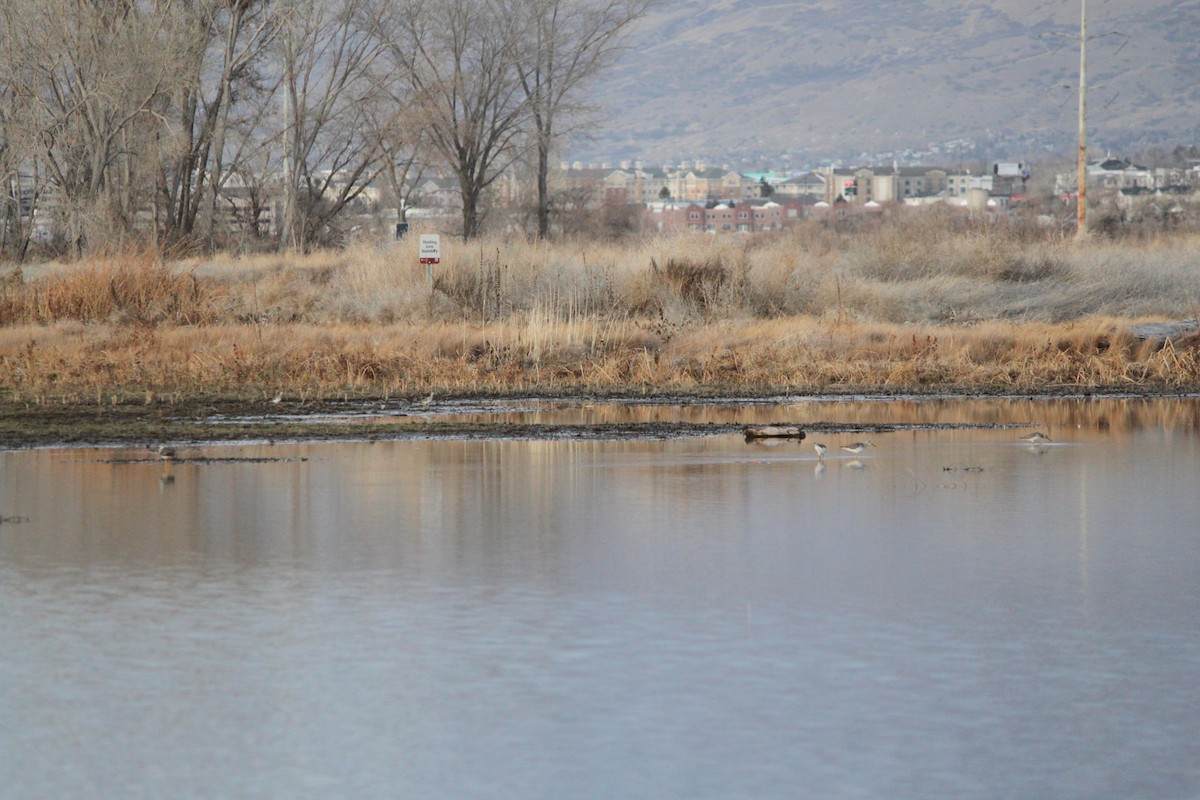 Grand Chevalier - ML647617386