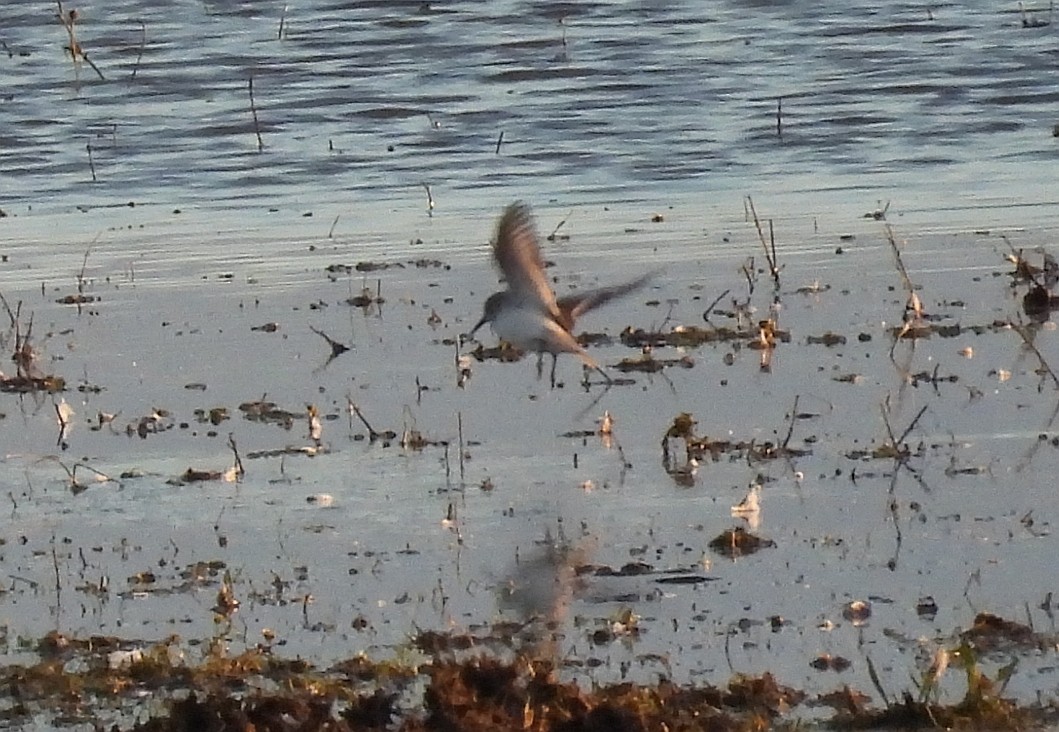 Little Stint - ML647617394