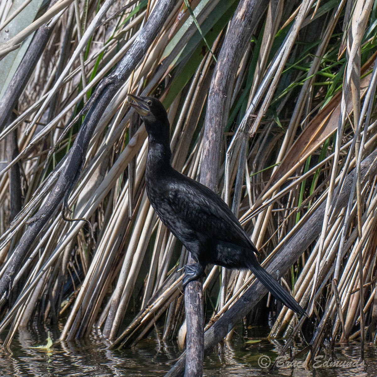 storskarv - ML647617399