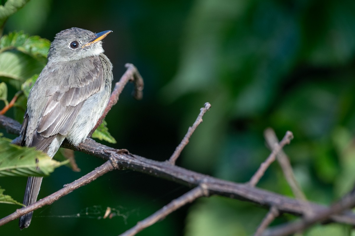 Eastern Wood-Pewee - ML647617407
