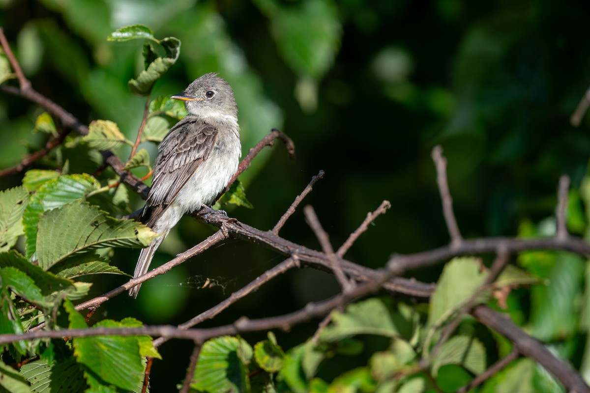 Eastern Wood-Pewee - ML647617408
