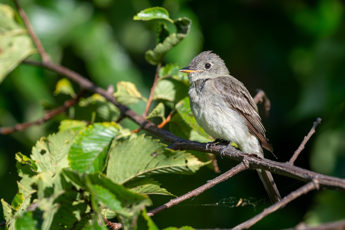 Eastern Wood-Pewee - ML647617409