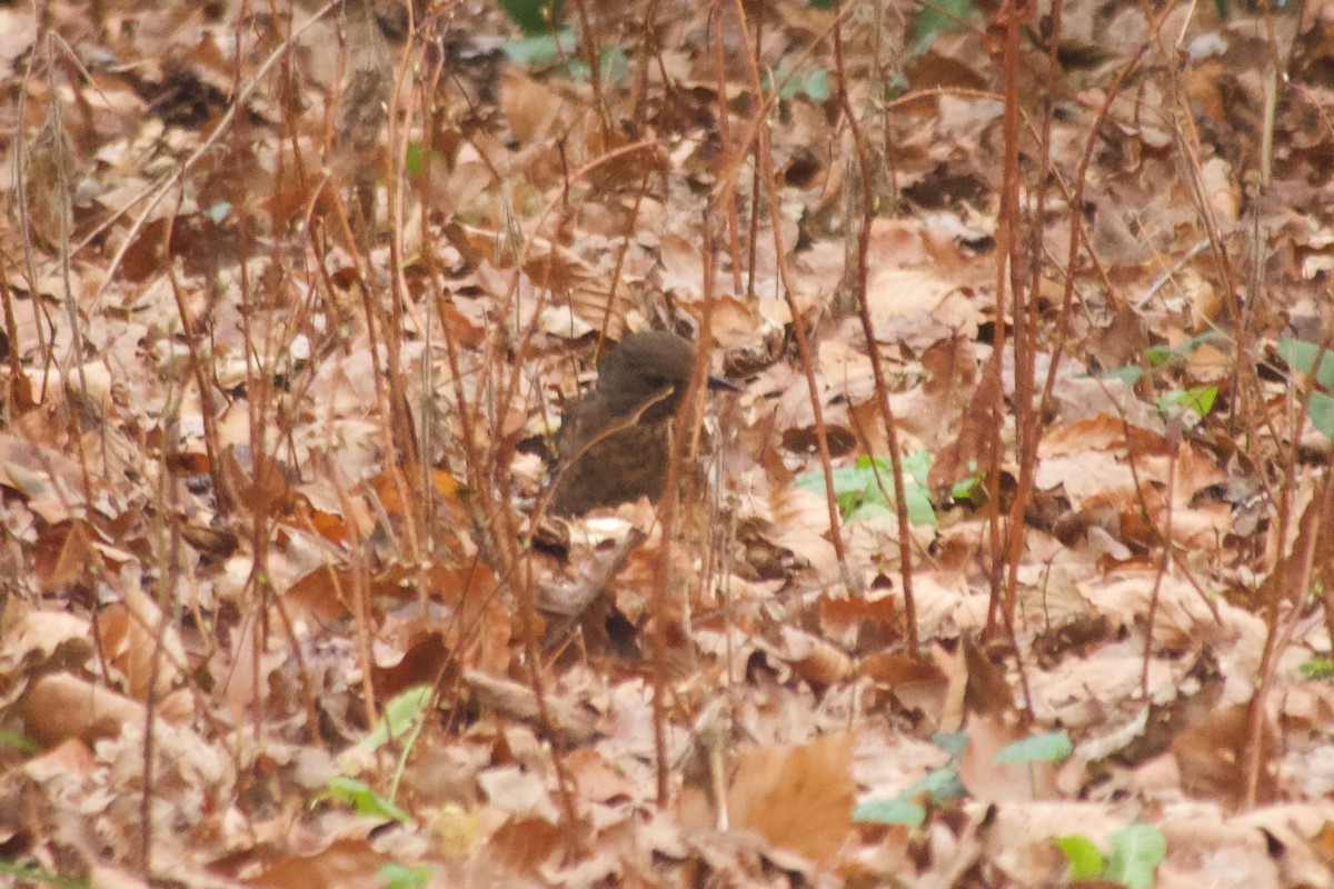 Accenteur mouchet - ML647617410