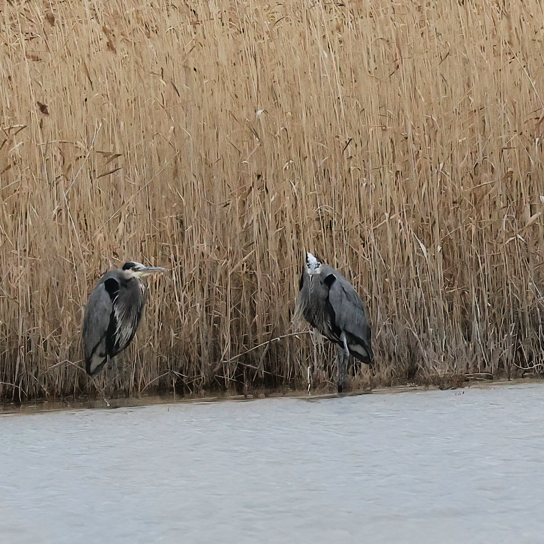 Grand Héron - ML647617412