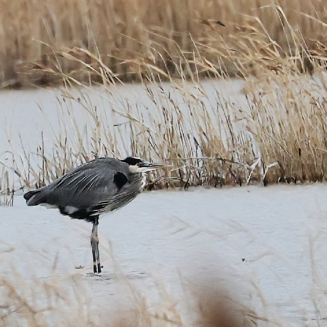 Grand Héron - ML647617413