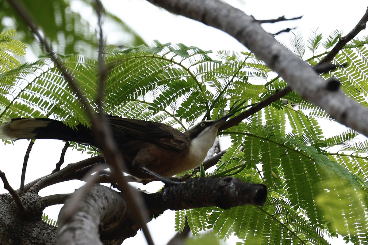 オーストラリアマルハシ - ML647617418