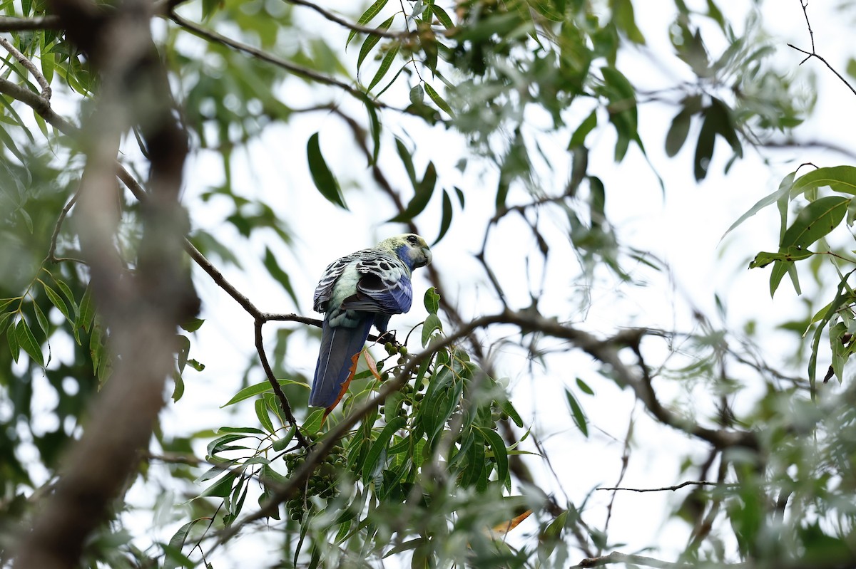 ホオアオサメクサインコ - ML647617430