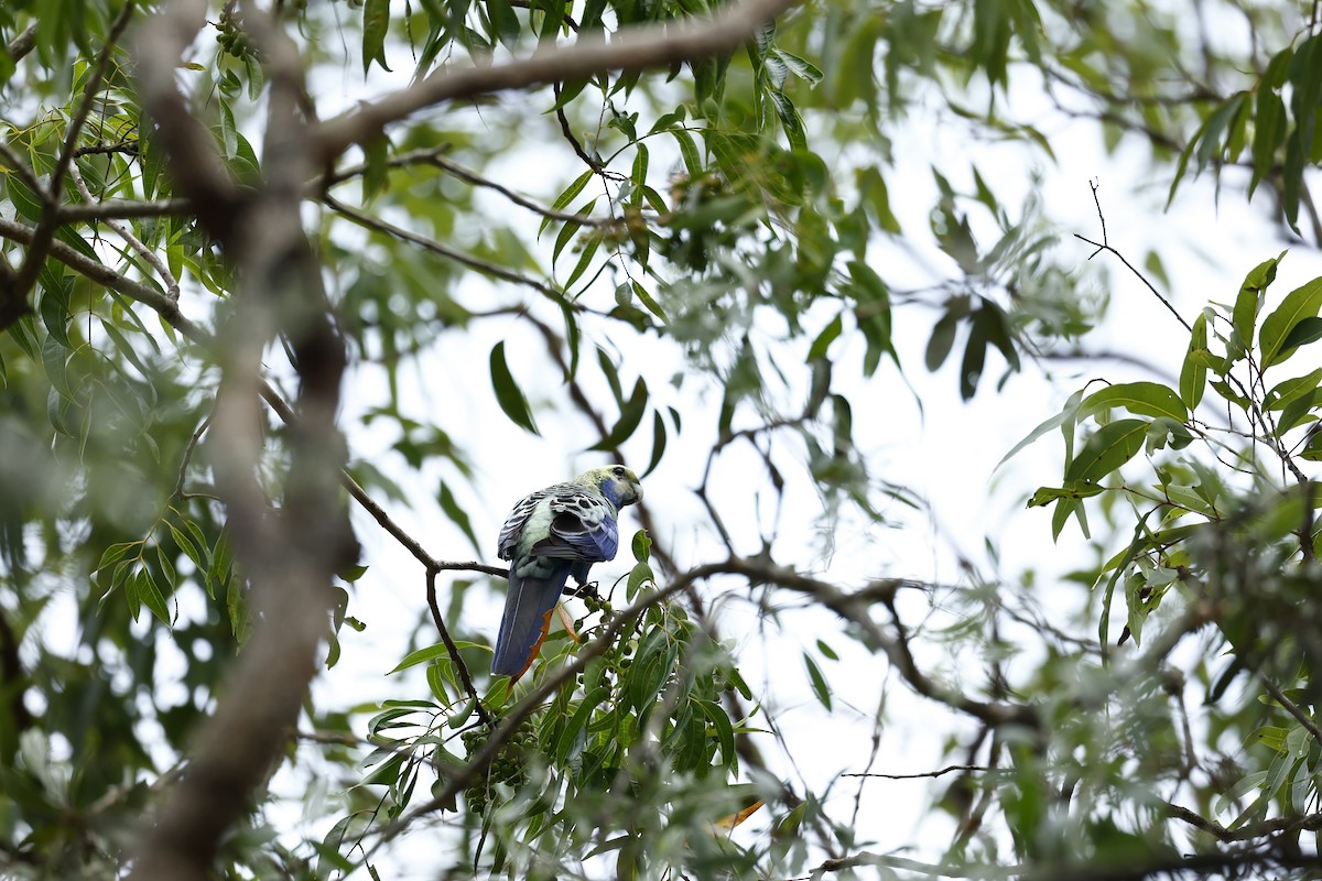 ホオアオサメクサインコ - ML647617440