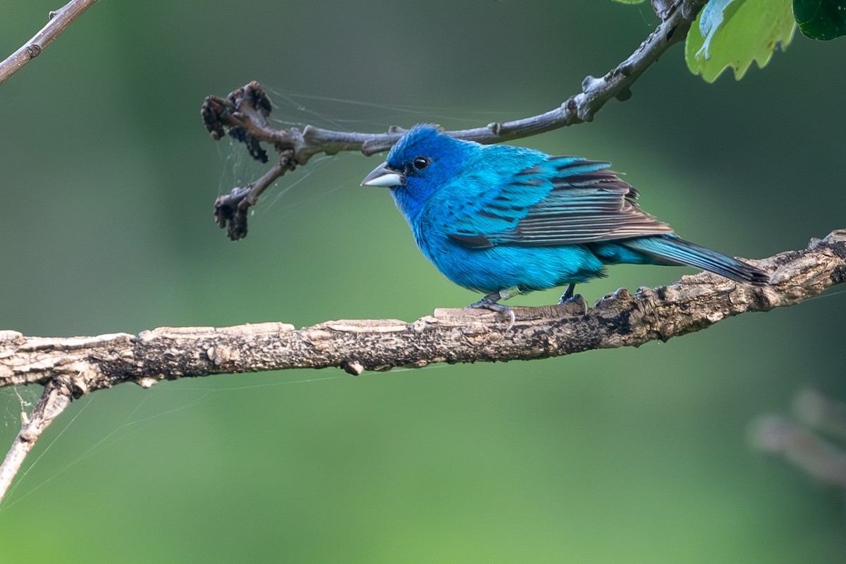 Passerin indigo - ML647617443