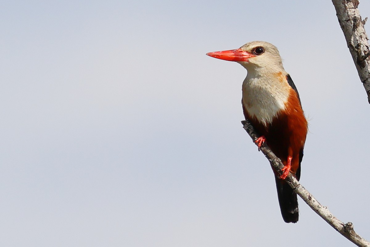 Gray-headed Kingfisher - ML647617444