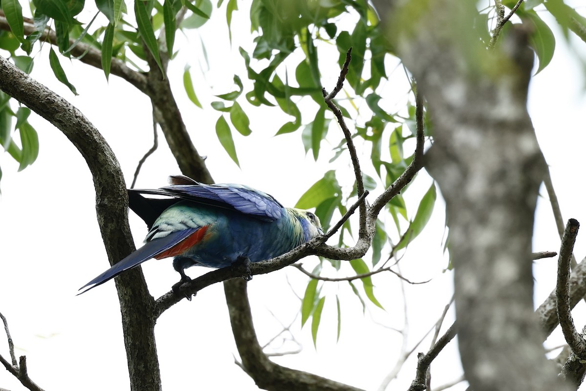 ホオアオサメクサインコ - ML647617445