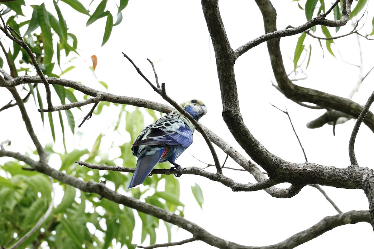 ホオアオサメクサインコ - ML647617446