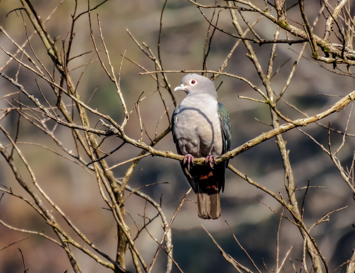 Yeşil Has Güvercin - ML647617472