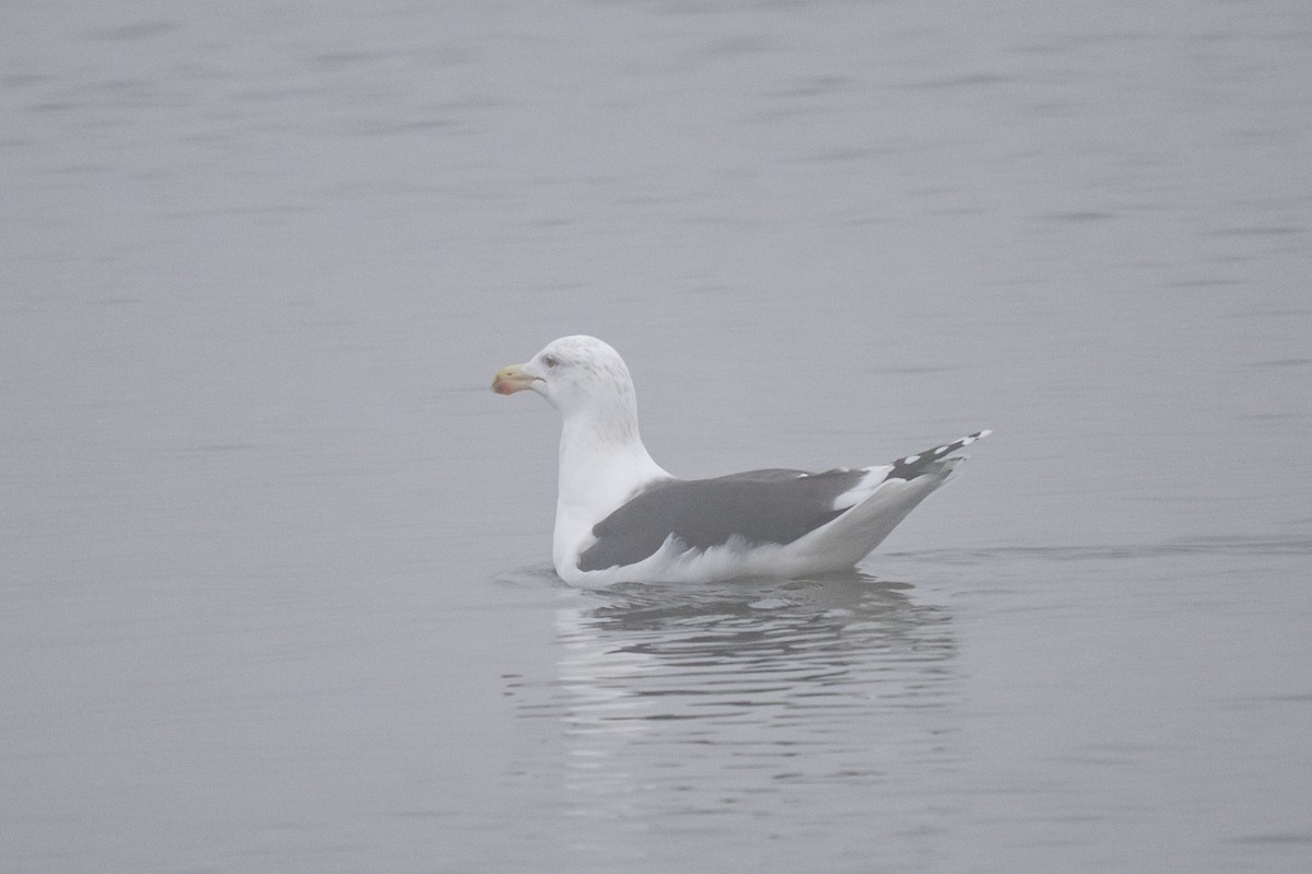 racek mořský - ML647617478