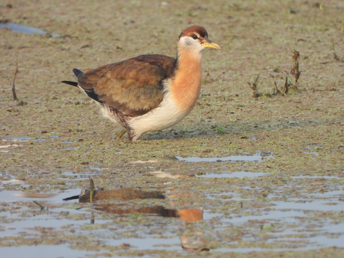 Bronze-winged Jacana - ML647617490