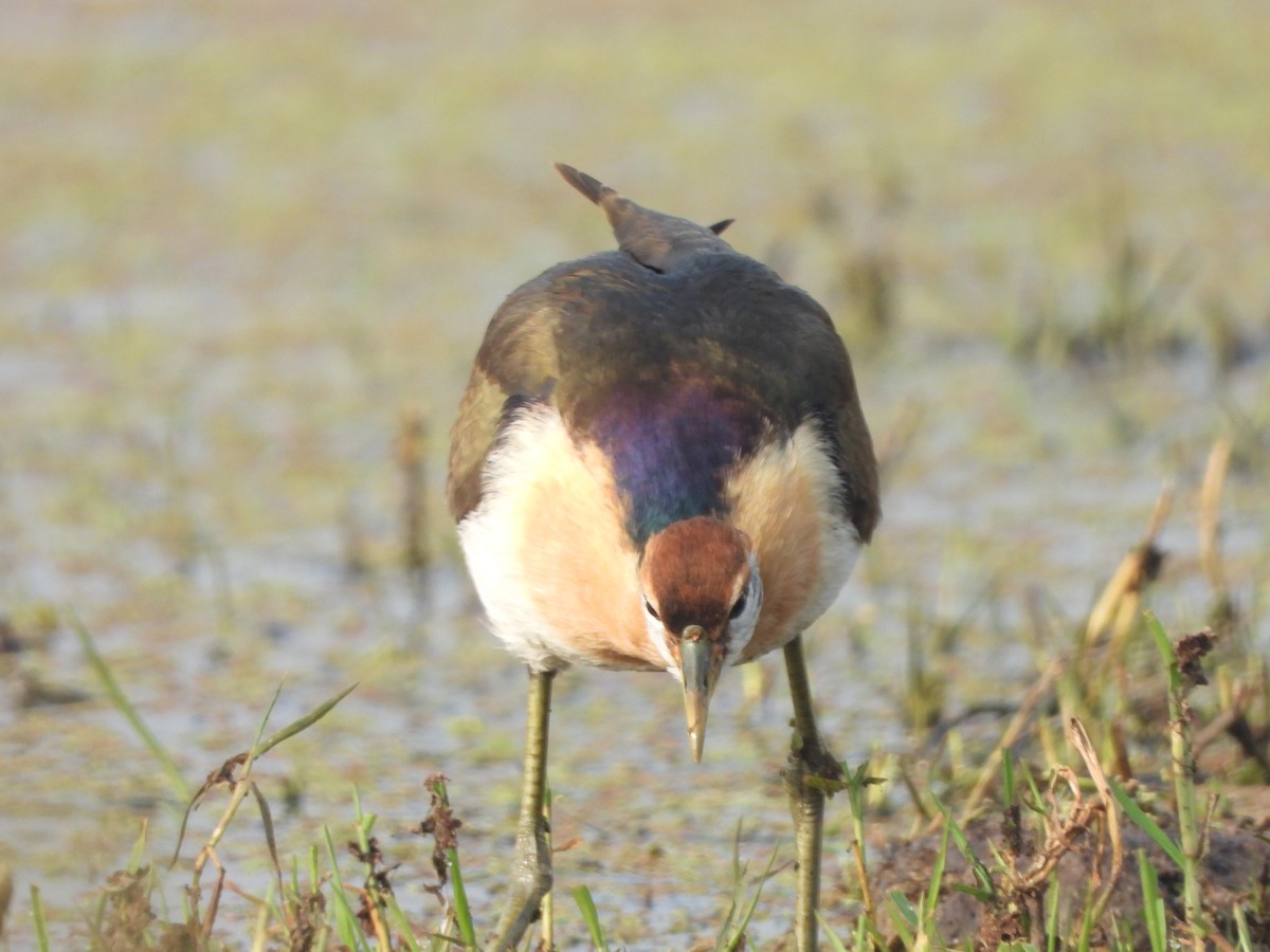 Bronze-winged Jacana - ML647617491