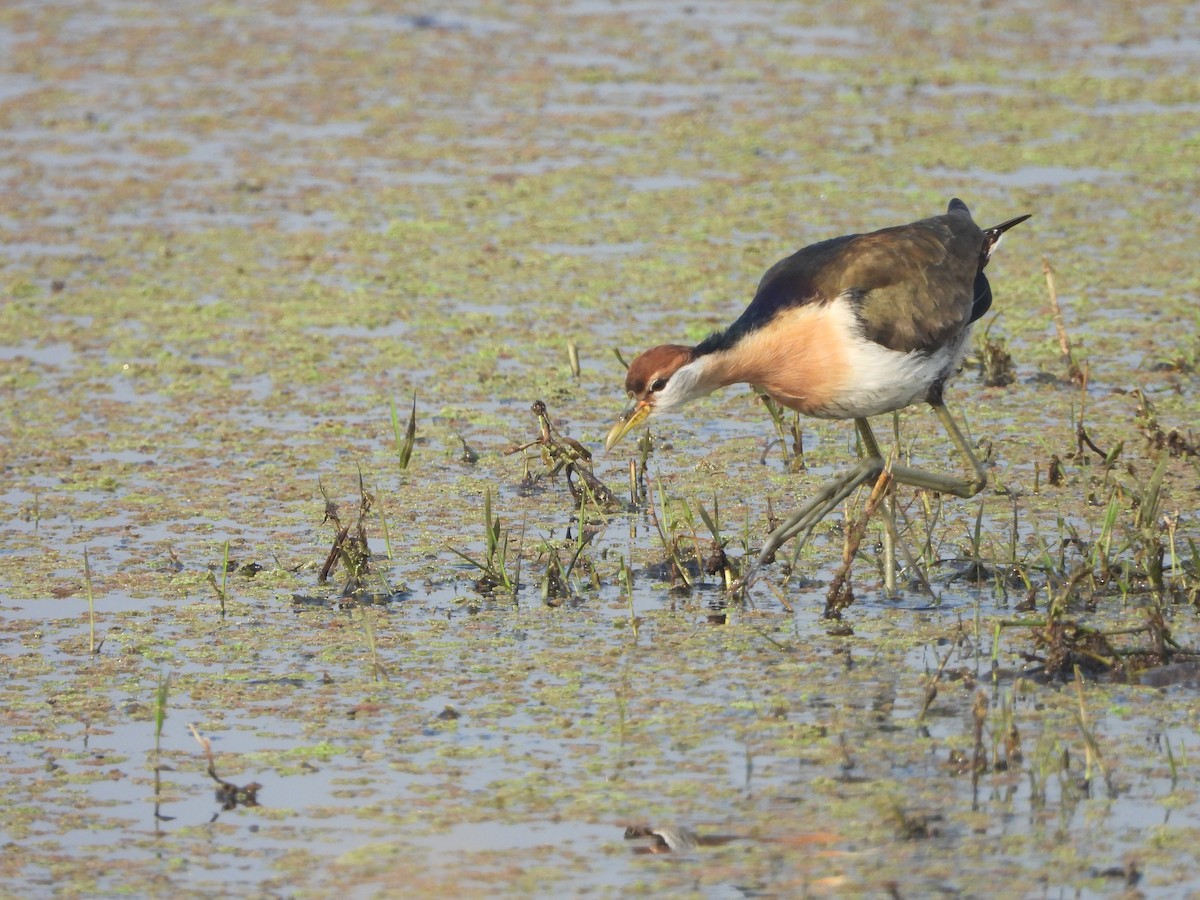 Bronze-winged Jacana - ML647617492
