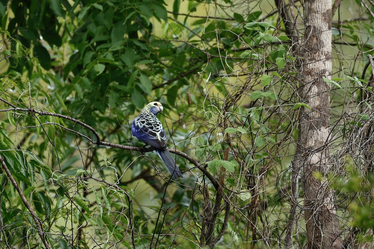 ホオアオサメクサインコ - ML647617506