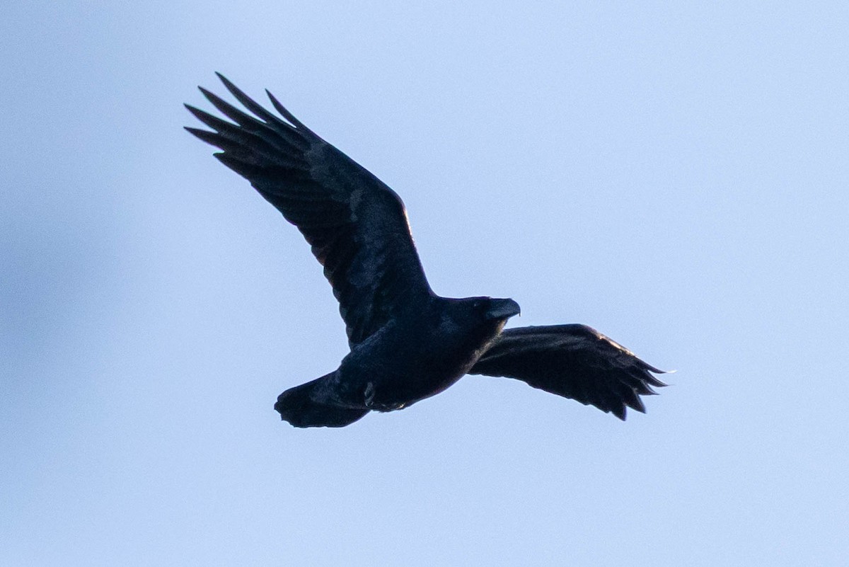 Common Raven - ML647617507