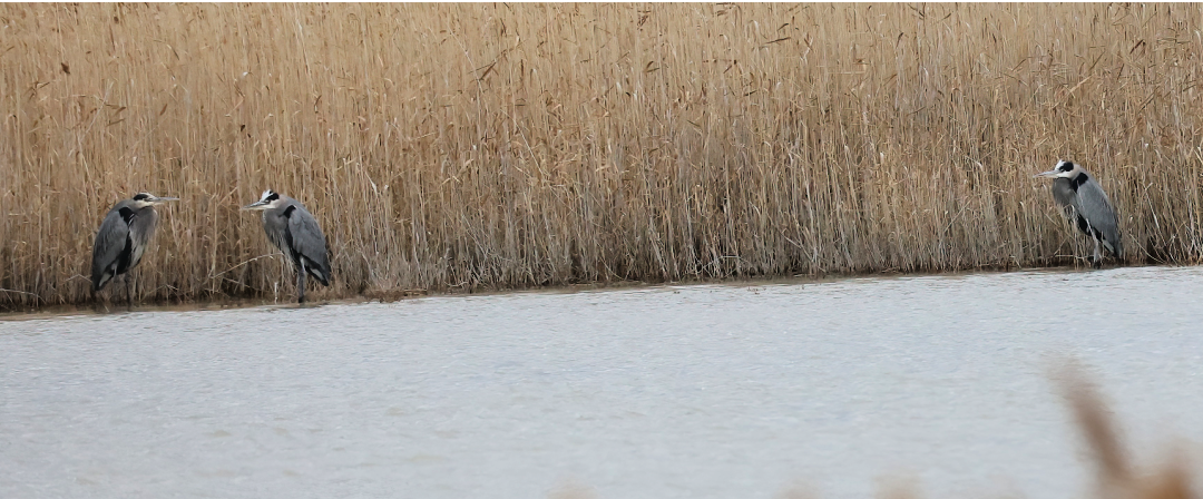 Grand Héron - ML647617515