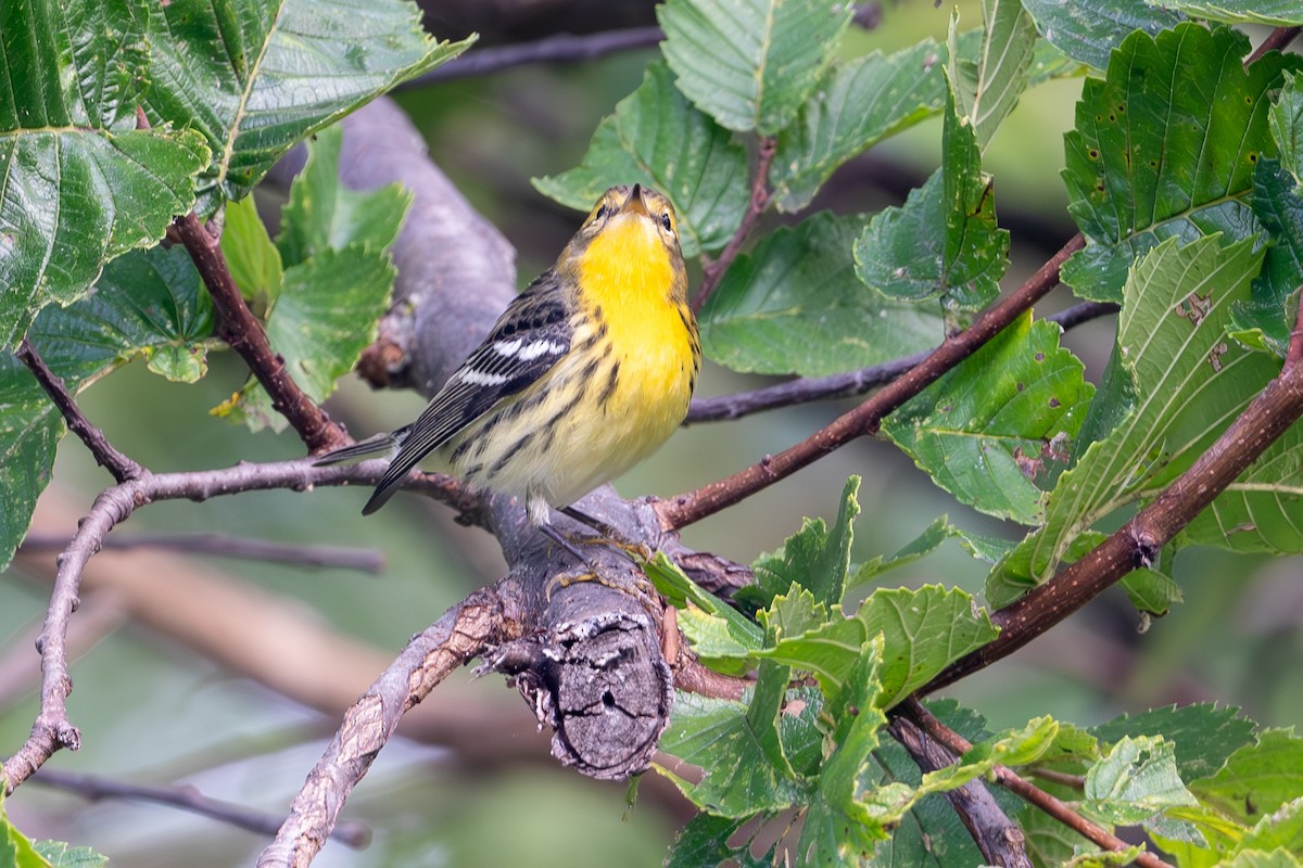 Blackburnian Warbler - ML647617528