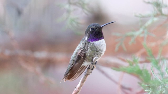 雑種 ノドグロハチドリ x コスタハチドリ - eBird