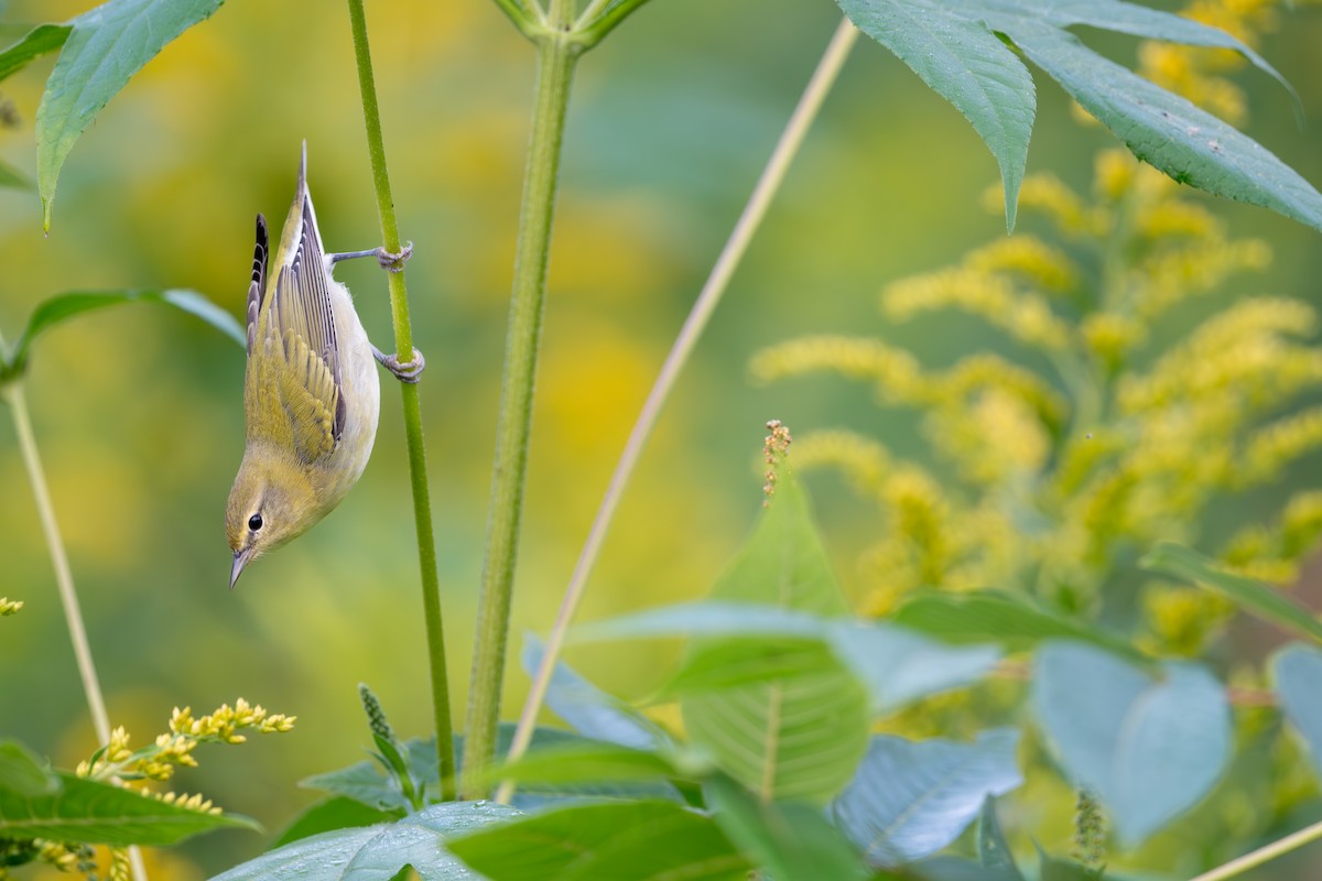 Tennessee Warbler - ML647617541