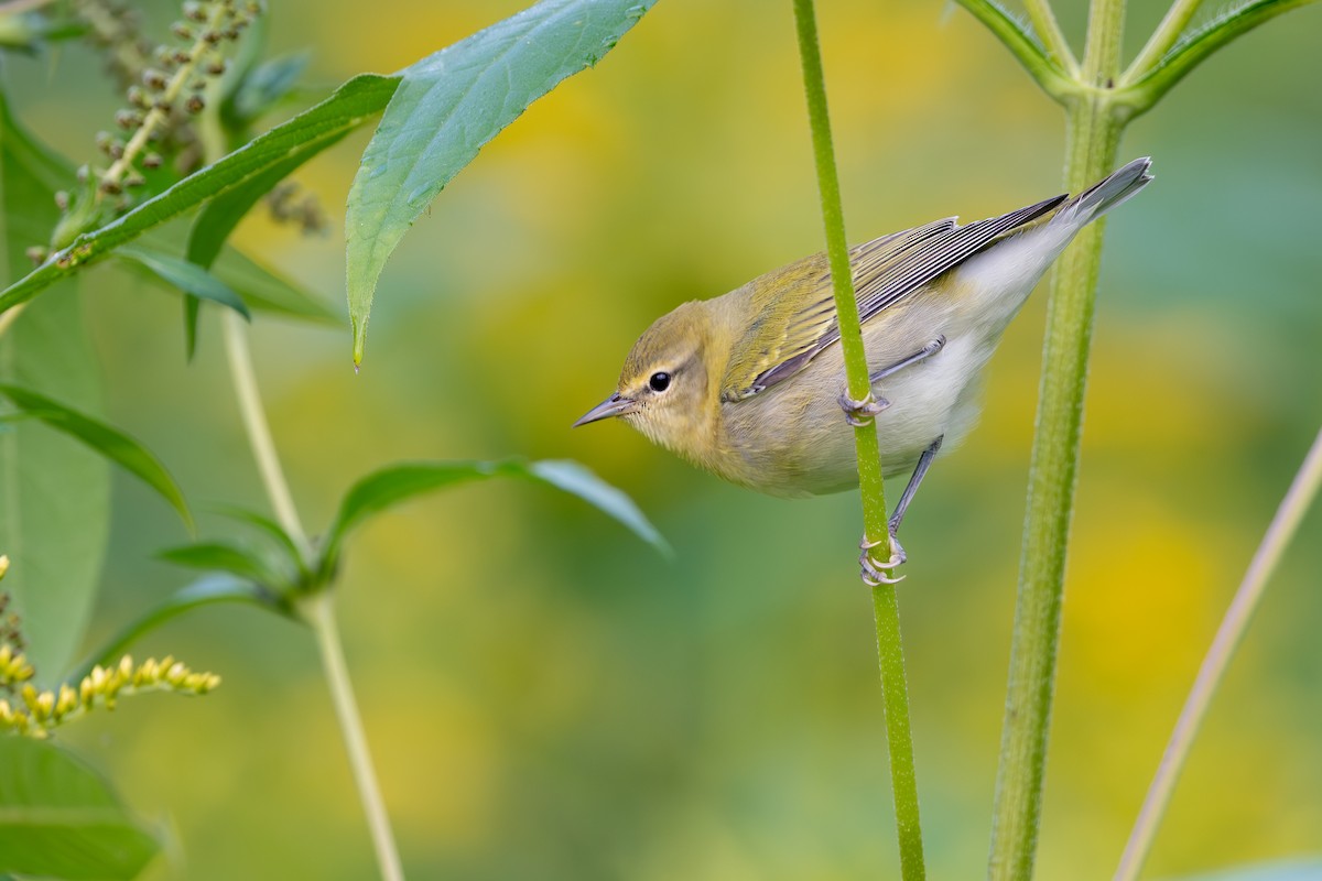 Tennessee Warbler - ML647617551