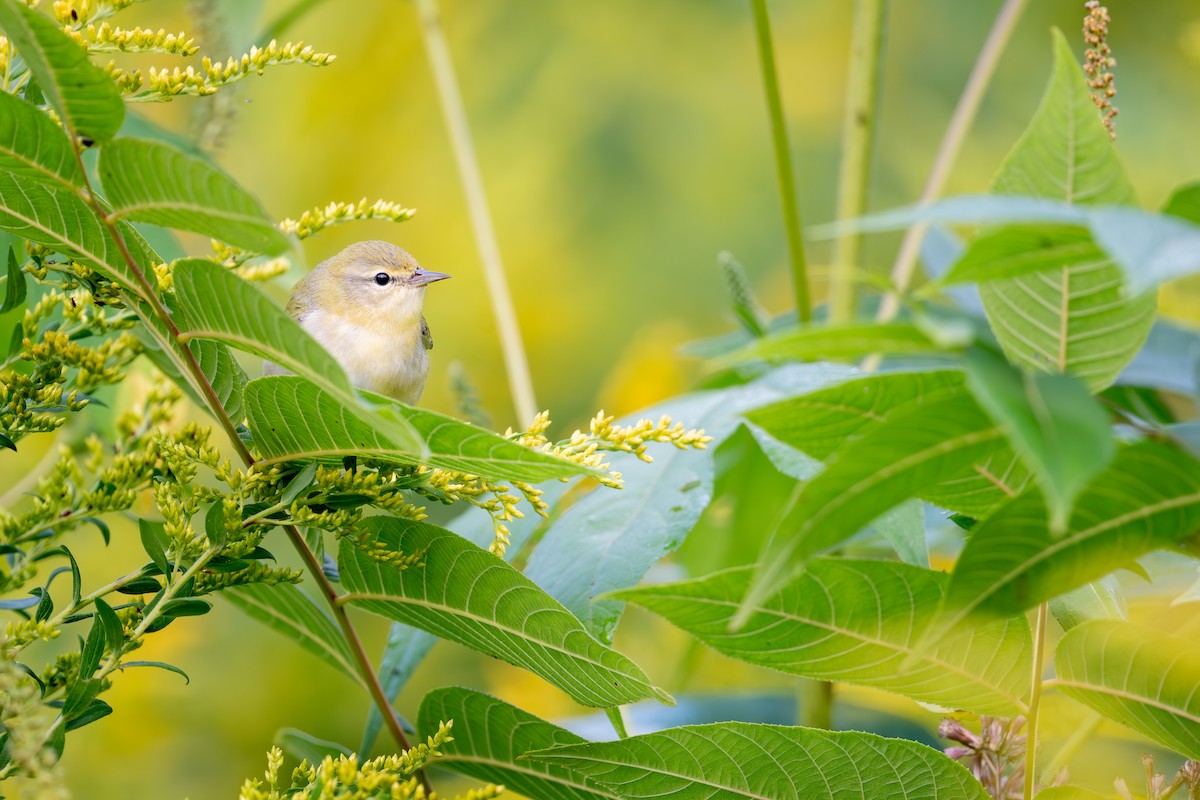Tennessee Warbler - ML647617559