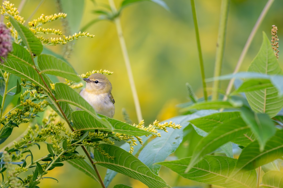 Tennessee Warbler - ML647617565