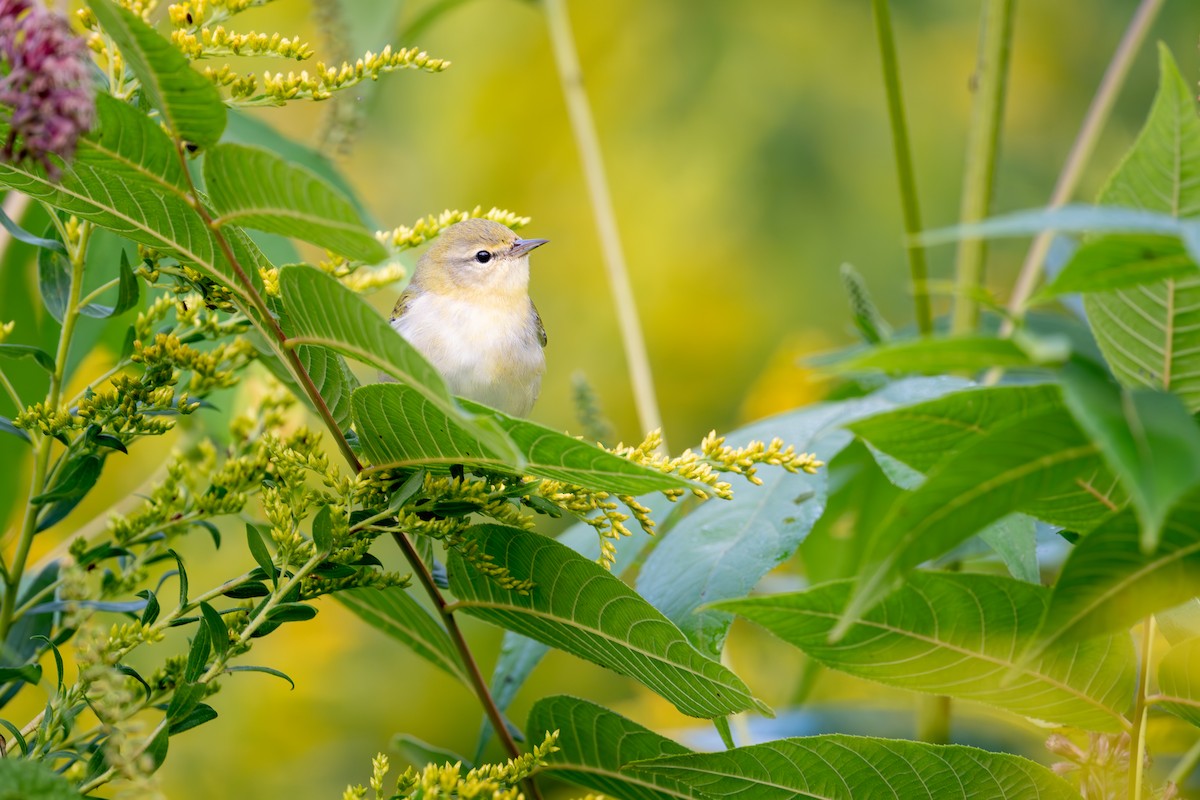 Tennessee Warbler - ML647617566