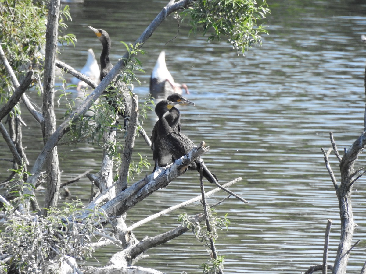 storskarv - ML647617573