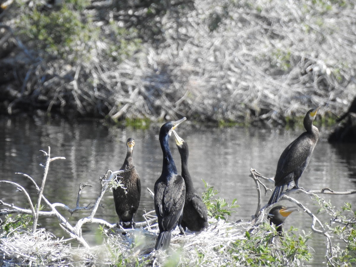 storskarv - ML647617574