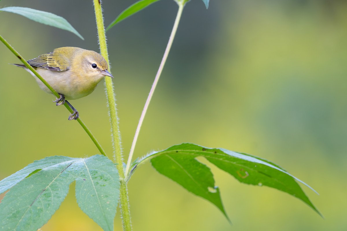 Tennessee Warbler - ML647617576