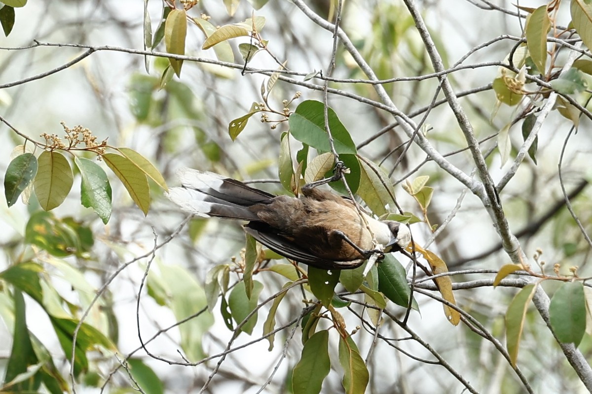 オーストラリアマルハシ - ML647617578