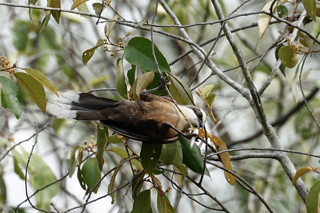 オーストラリアマルハシ - ML647617579