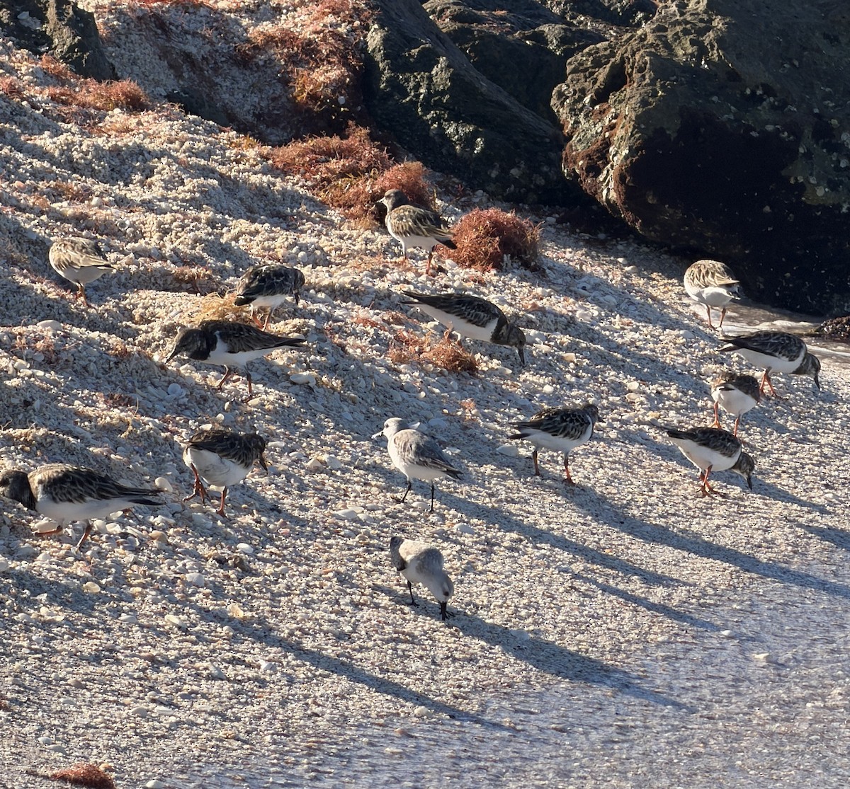 Sanderling - ML647617592