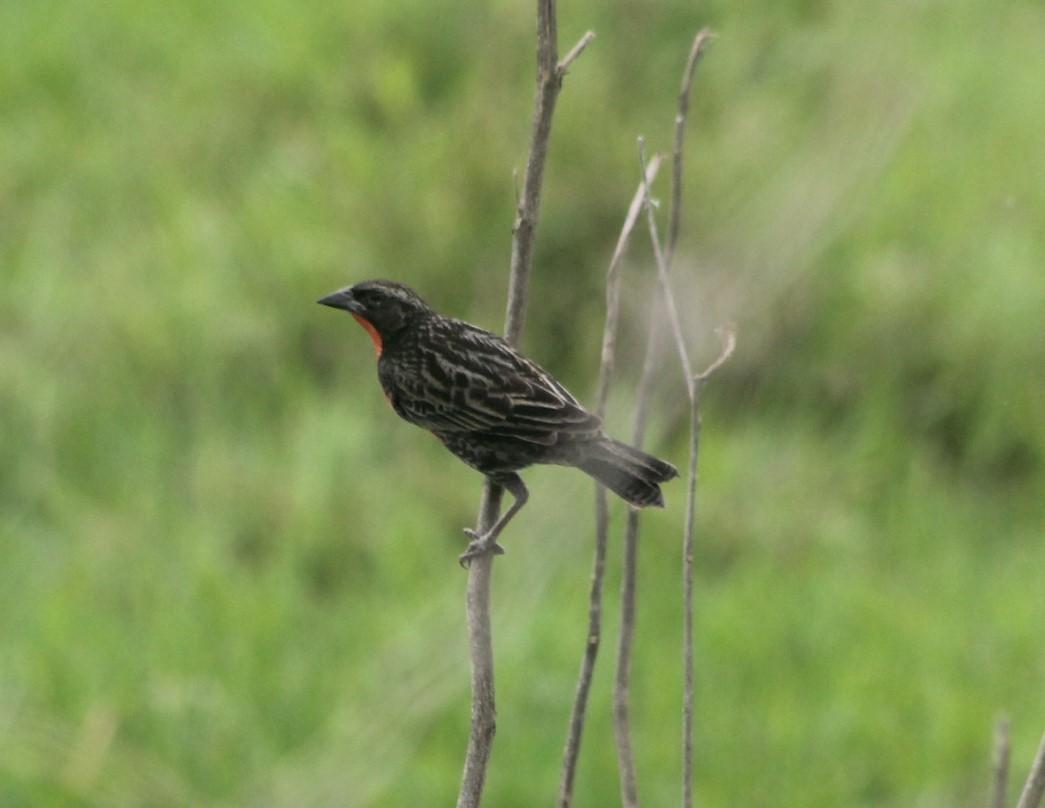 Red-breasted Meadowlark - ML647617598