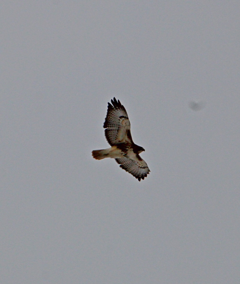 Poiana codarossa - ML647617603