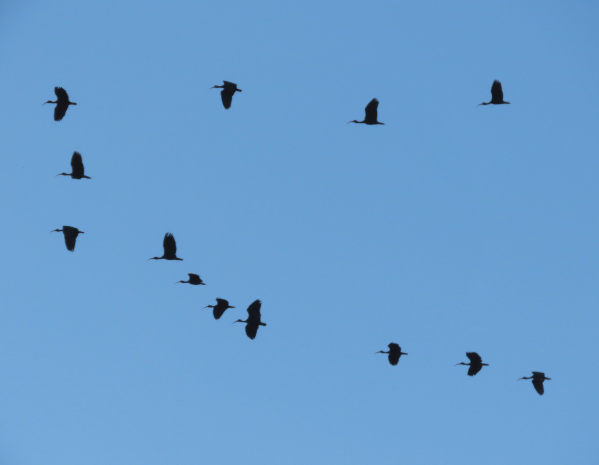 Ibis Afeitado - ML647617604