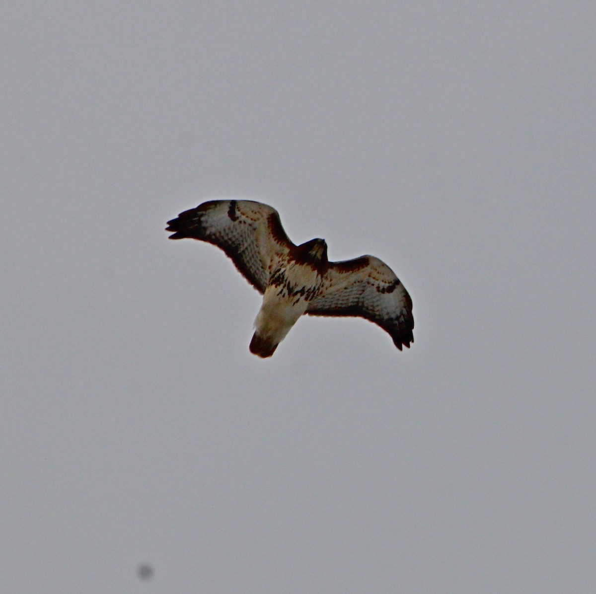 Poiana codarossa - ML647617608