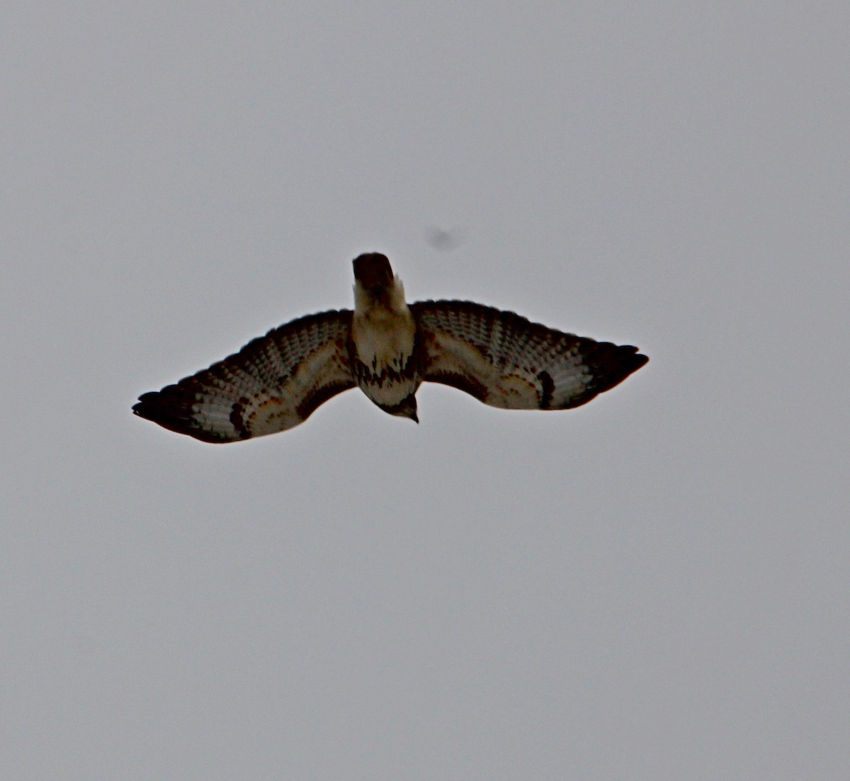 Poiana codarossa - ML647617609